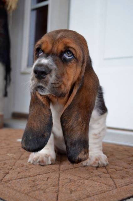 A Miniature Basset Hound sitting on the floor while looking up