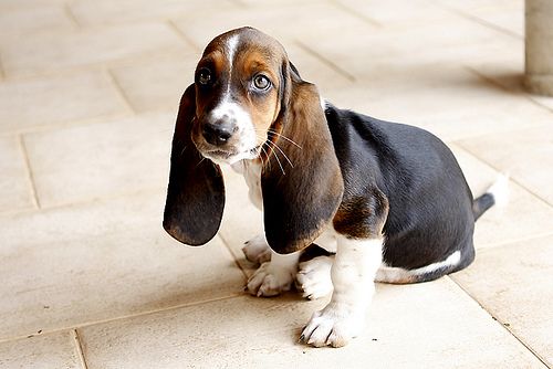 A Miniature Basset Hound sitting on the floor