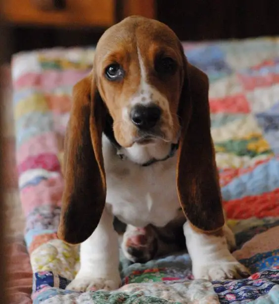 A Miniature Basset Hound sitting on the bed with its sad face