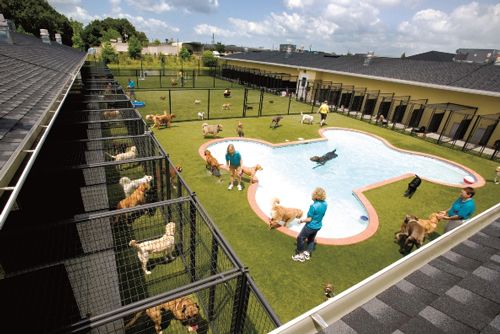 dog kennel compound with a bone shaped pool and people around taking care of dogs