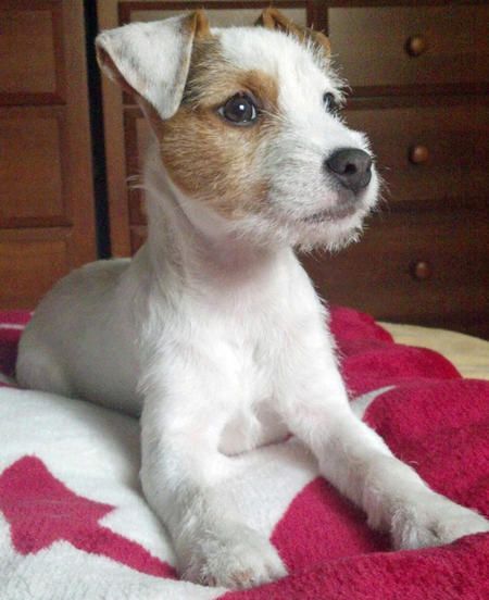 Parson Russell Terrier lying on top of the bed