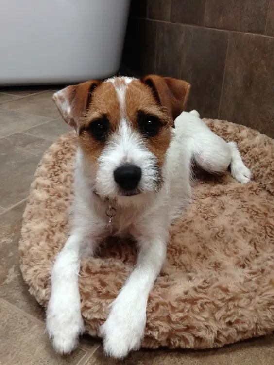 Parson Russell Terrier resting on its bed