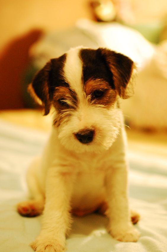 Parson Russell Terrier puppy sitting on the bed
