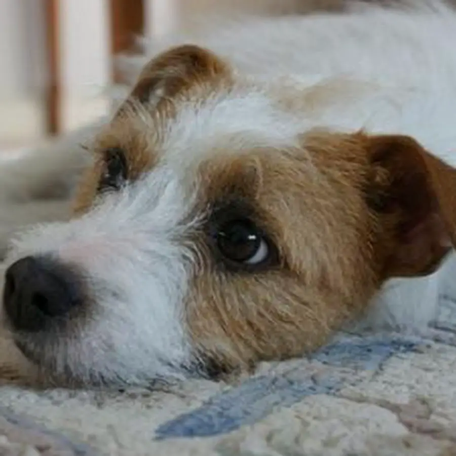 Parson Russell Terrier lying on the bed