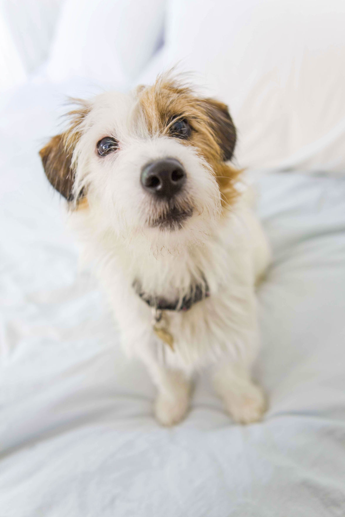 Parson Russell Terrier on the bed looking up