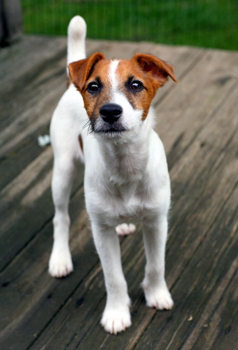 Parson Russell Terrier on the wooden floor