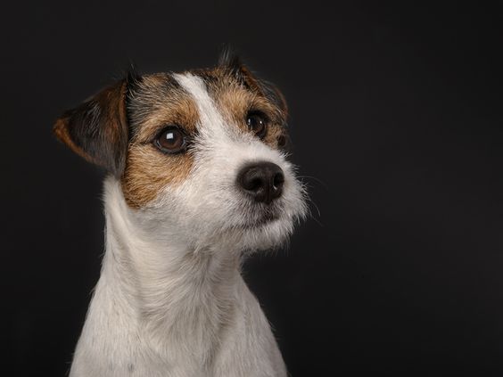 Parson Russell Terrier in an isolated black background