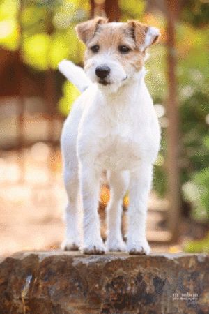 Parson Russell Terrier on top of the chopped wood