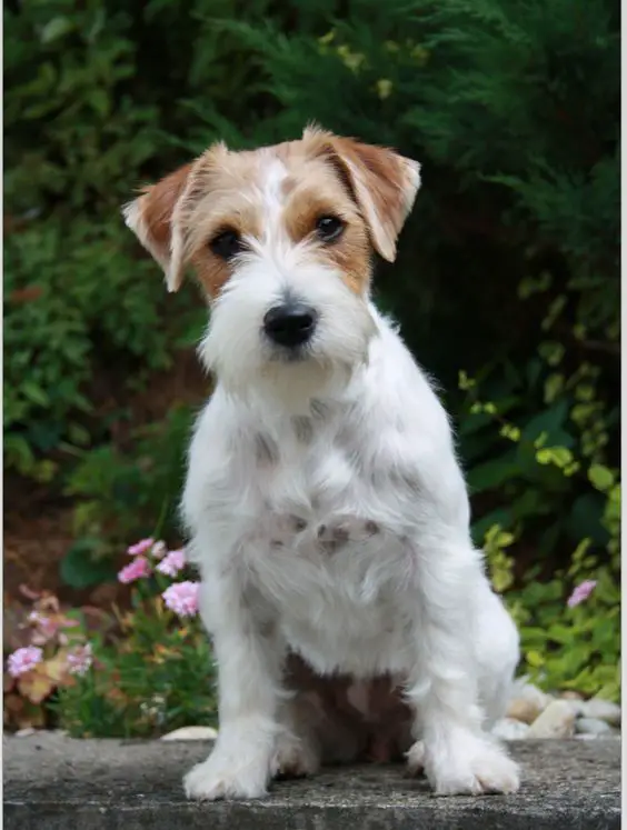 Parson Russell Terrier sitting on top of a cement bench