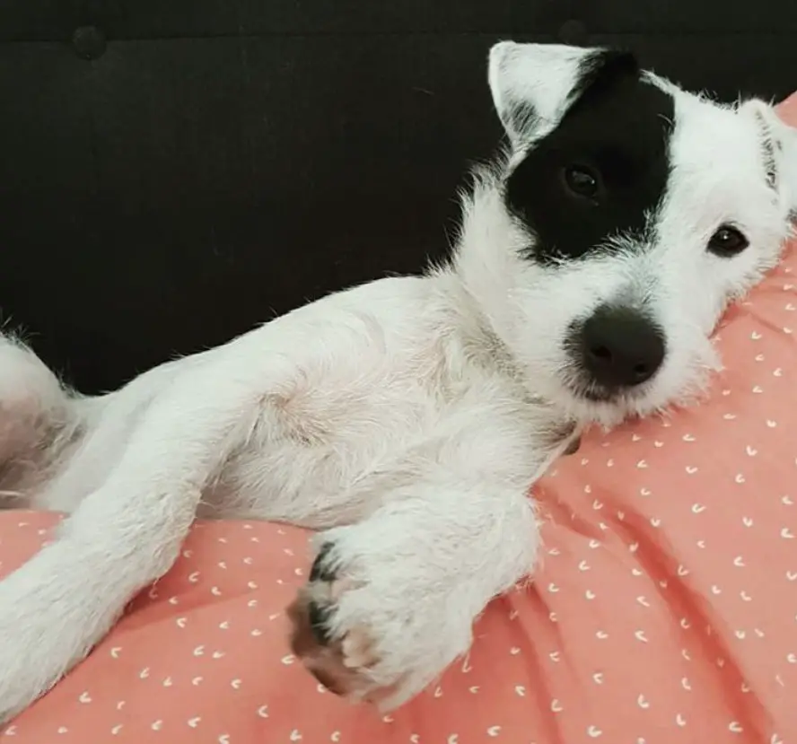 Parson Russell Terrier puppy lying on the pillow