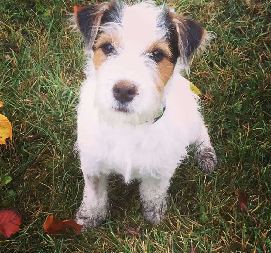 Parson Russell Terrier sitting on a green grass