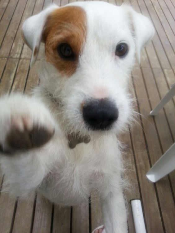 Parson Russell Terrier standing up jumping