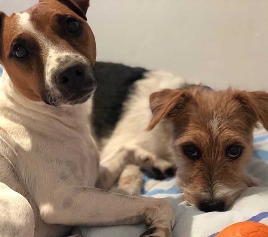 two Parson Russell Terriers lying on the bed