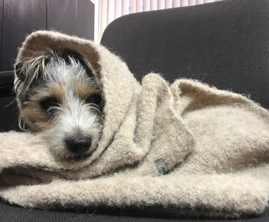 Parson Russell Terrier wrapped in blanket