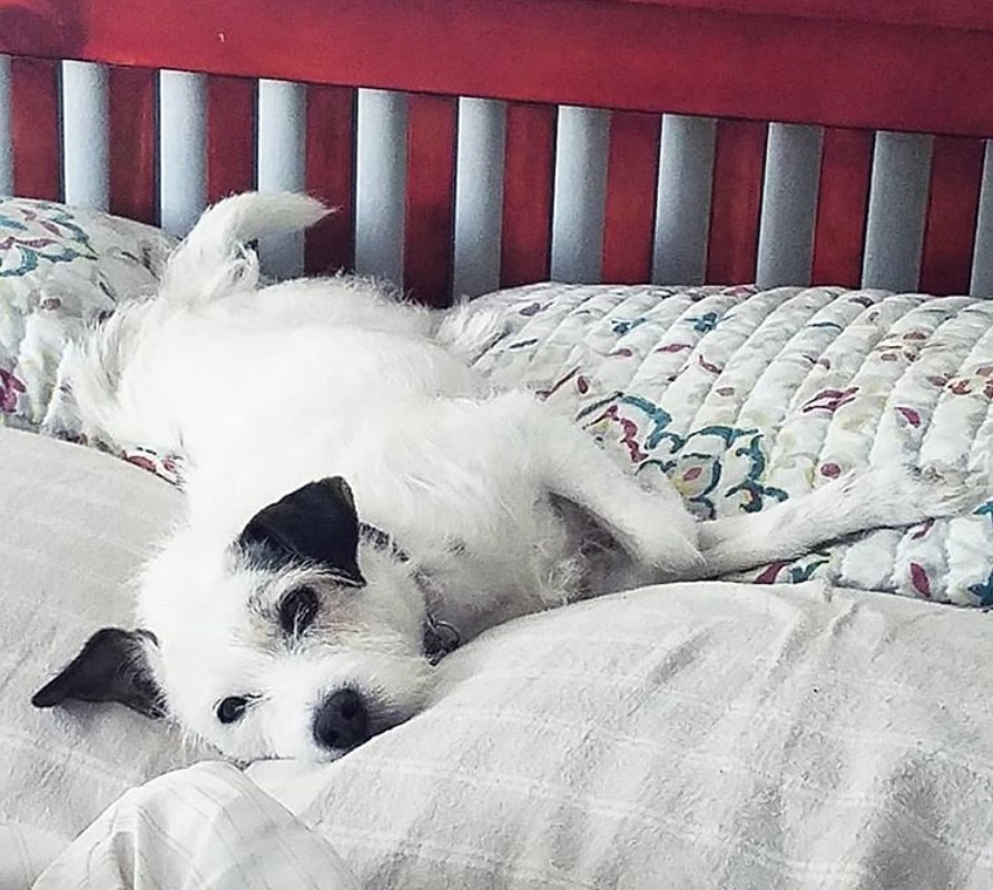 Parson Russell Terrier lying on the bed