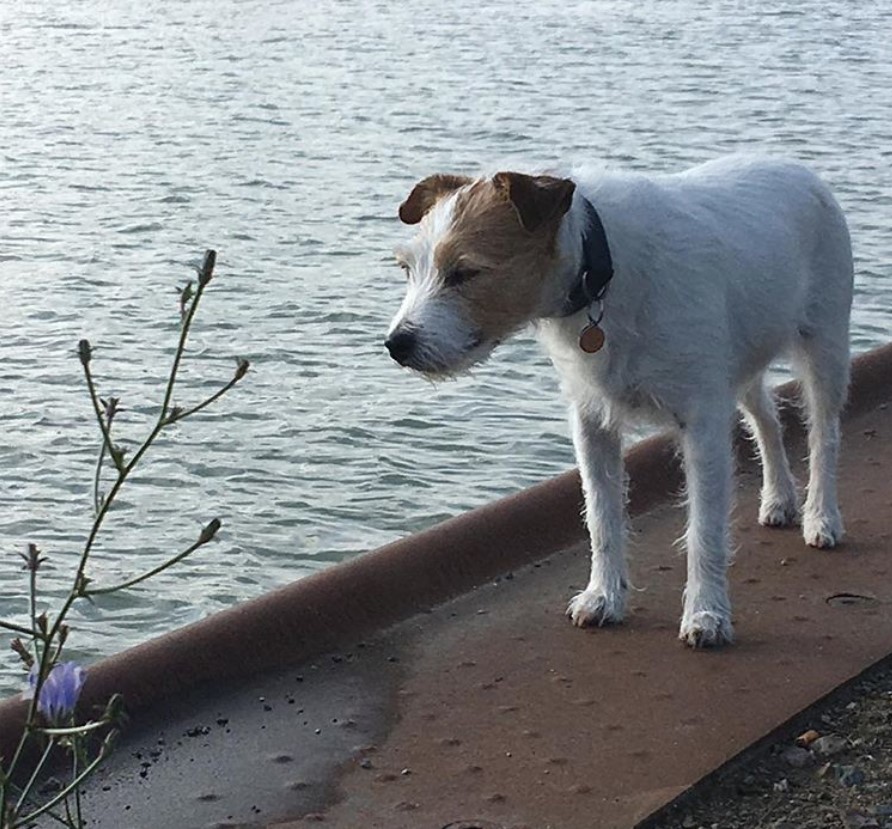 Parson Russell Terrier taking a walk on the edge beside the ocean