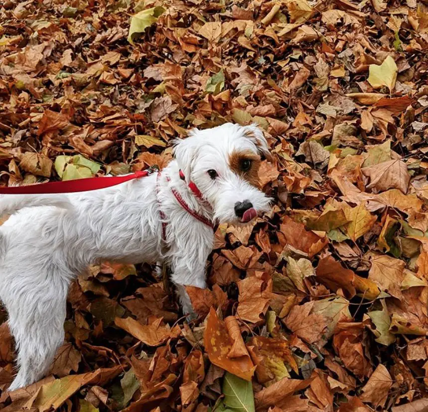 Parson Russell Terrier taking a walk on the dried leaves