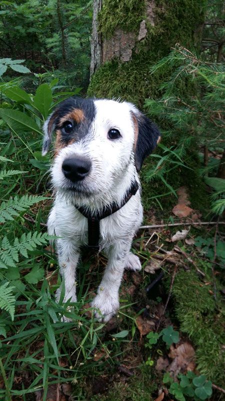 Parson Russell Terrier sitting in the forest