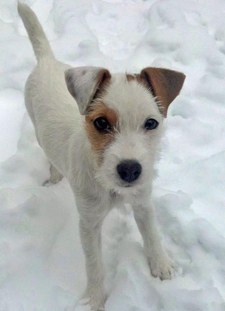 Parson Russell Terrier in snow