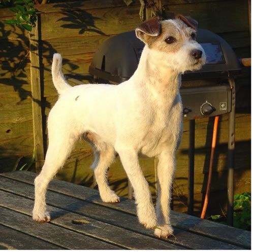 Parson Russell Terrier on the wooden chair