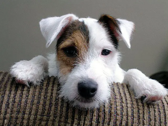 Parson Russell Terrier on the side of the couch