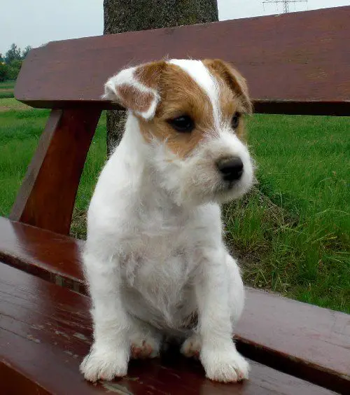 Parson Russell Terrier sitting on the bench at the park