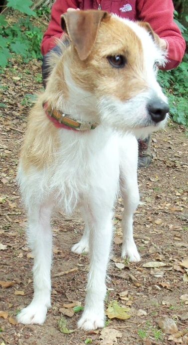 Parson Russell Terrier taking a walk outdoors