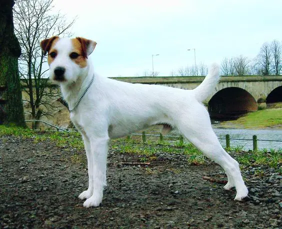 alert Parson Russell Terrier at the park