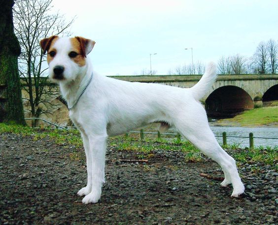 alert Parson Russell Terrier at the park