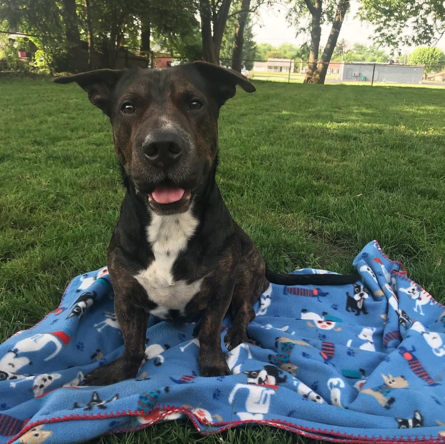 A Pitbull Basset Hound mix sitting on top of the bed at the park