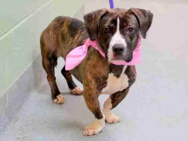 A Pitbull Basset Hound mix standing on the floor