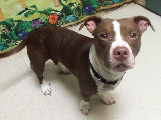 A Pitbull Basset Hound mix standing on the floor with its begging face