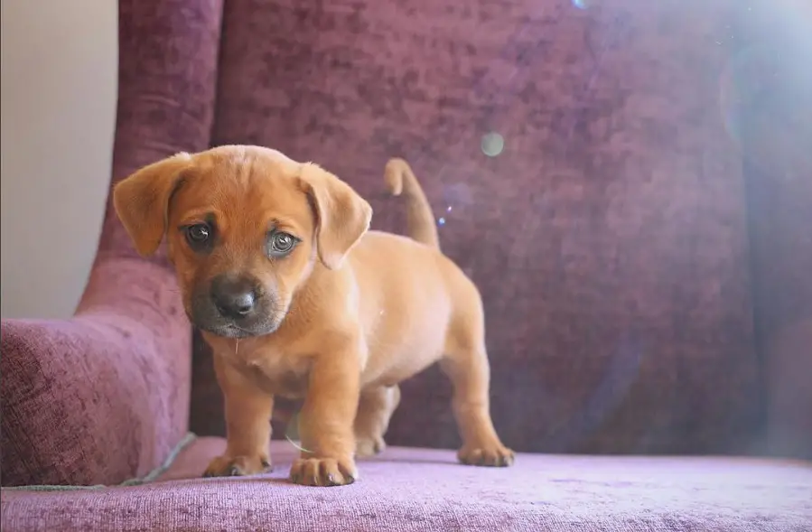 pitbull hound mix puppies