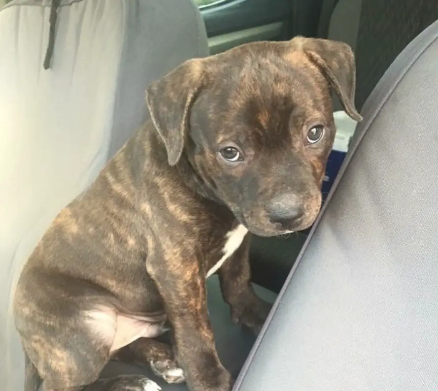 A Pitbull puppy sitting on top of the car's middle console