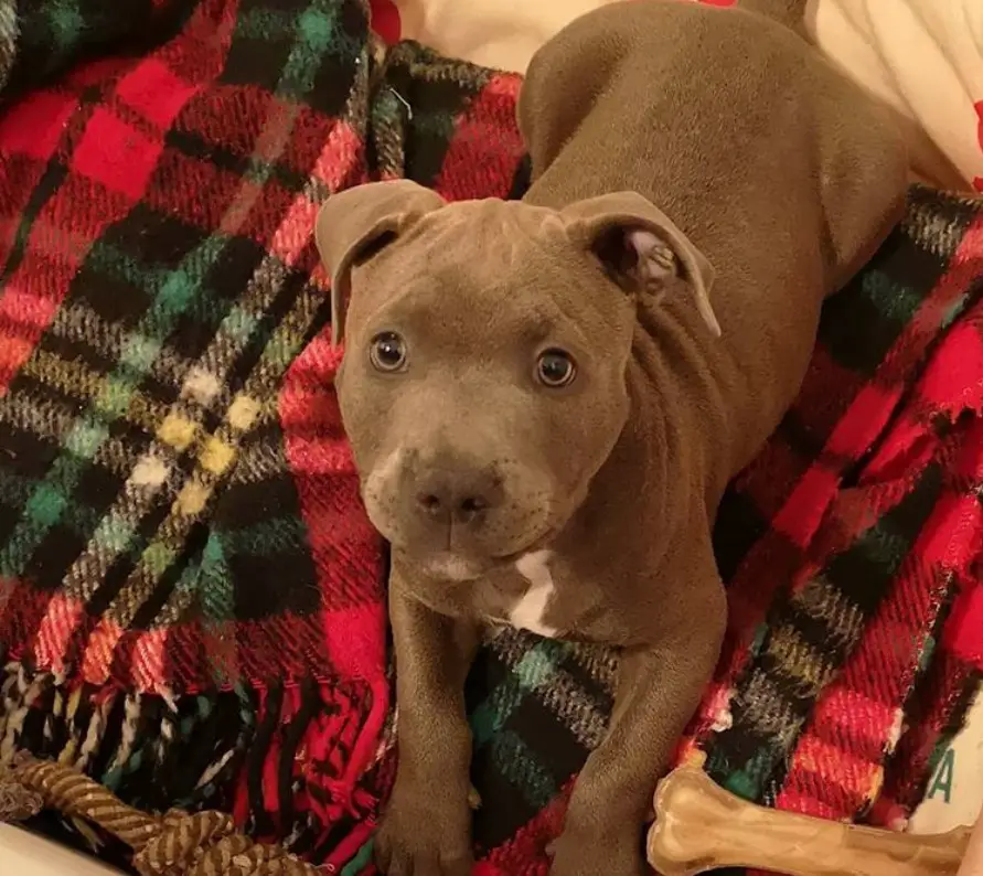 A Pitbull lying on the bed while staring with its begging eyes