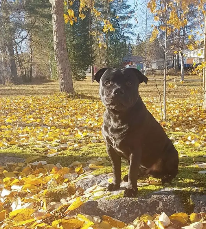 A Pitbull sitting at the park under the sun