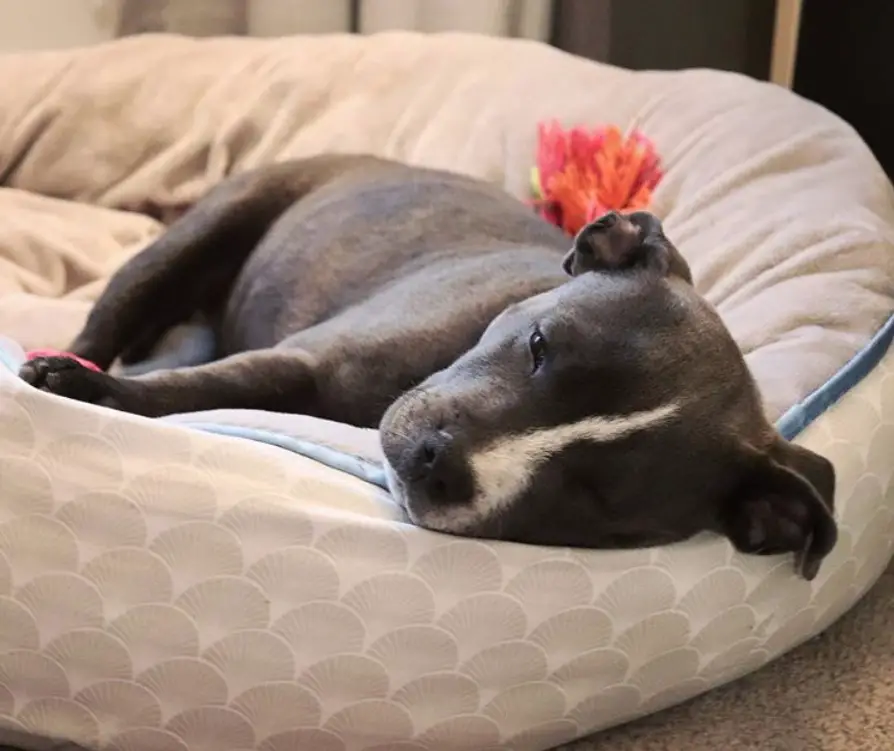 A tired Pitbull lying on its bed
