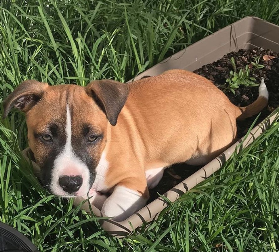A Pitbull puppy lying in the grass