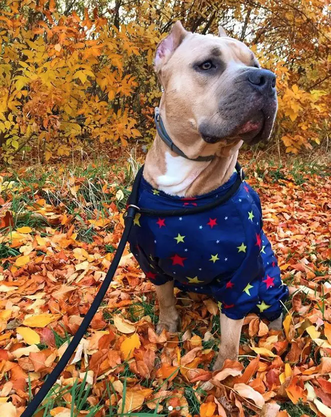 A Pitbull wearing a shirt while sitting on top of the dried autumn leaves