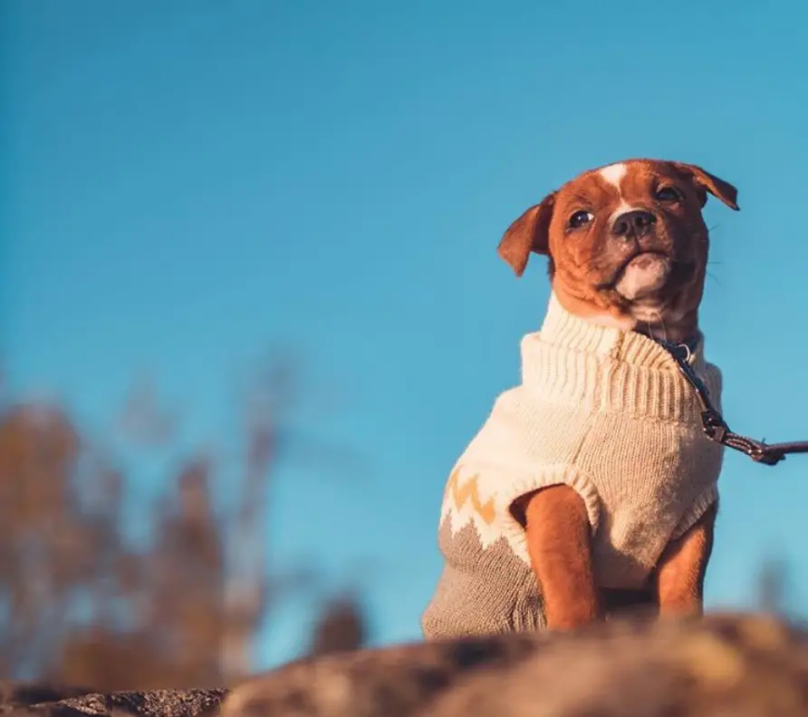 A Pitbull wearing a sweater while standing on top of the rock in the forest