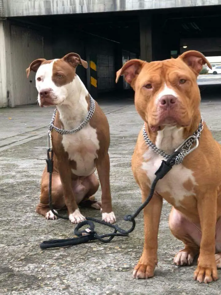 two Pitbulls sitting on the pavement