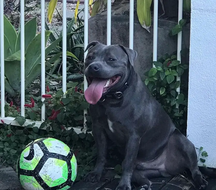 A Pitbull sitting in the garden with a ball in front of him