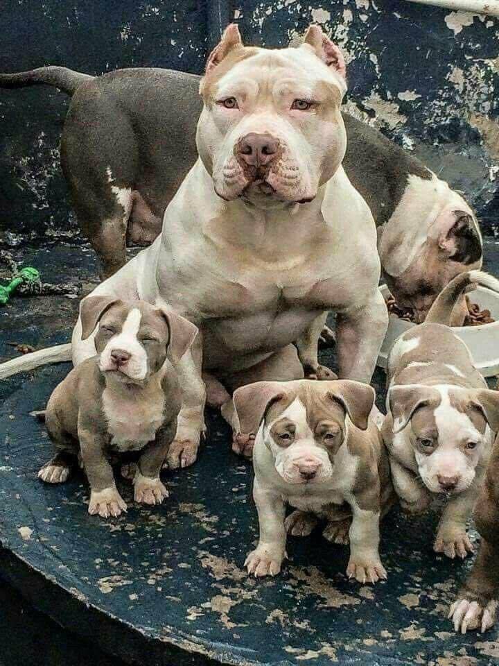 two adult Pitbull together with puppies