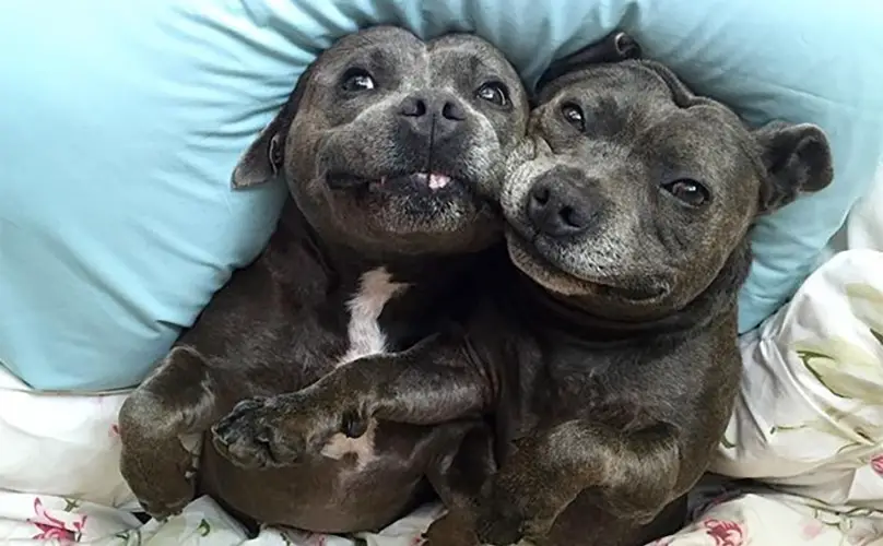 two Pitbulls lying next to each other on the bed while smiling