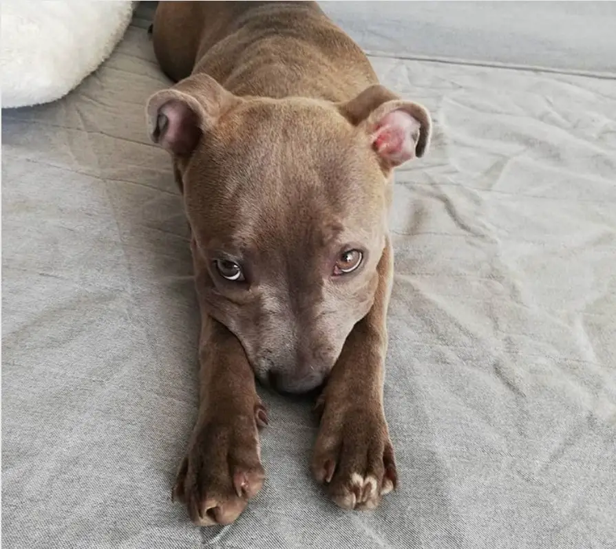 A Pitbull lying on the bed with its face on top of its paws