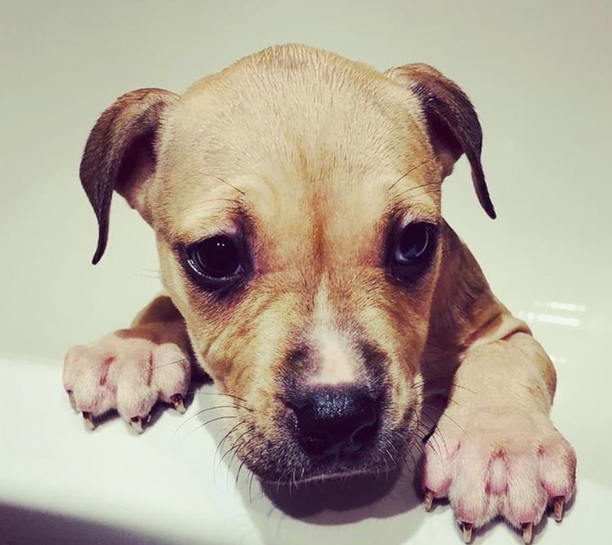 A Pitbull puppy inside the bath tub