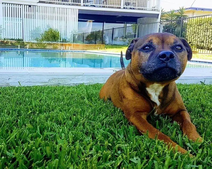 A Pitbull lying on the grass by the pool