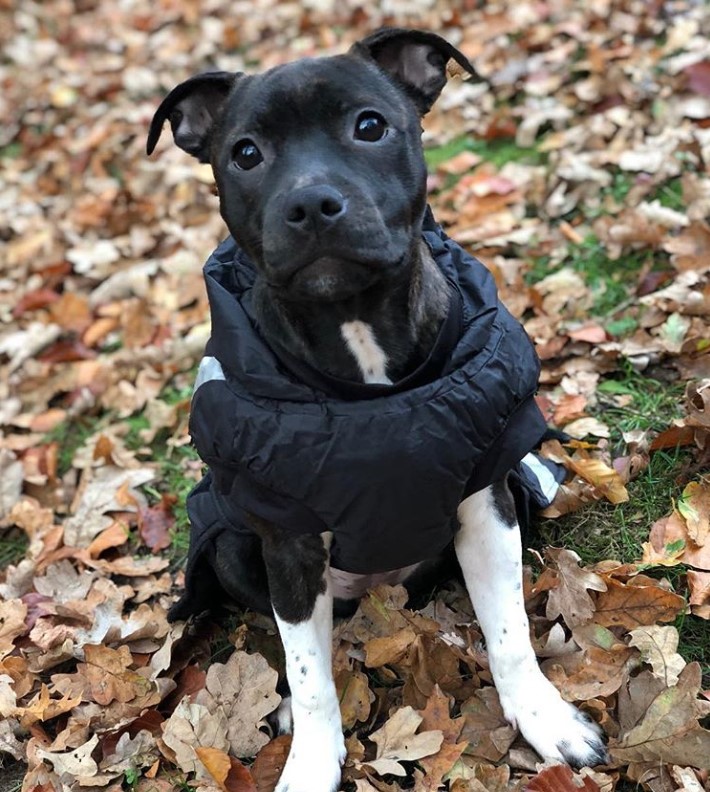 A Pitbull wearing a jacket while sitting on top of the dried leaves