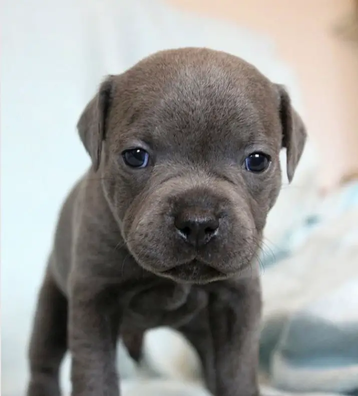 A Pitbull puppy standing on the bed