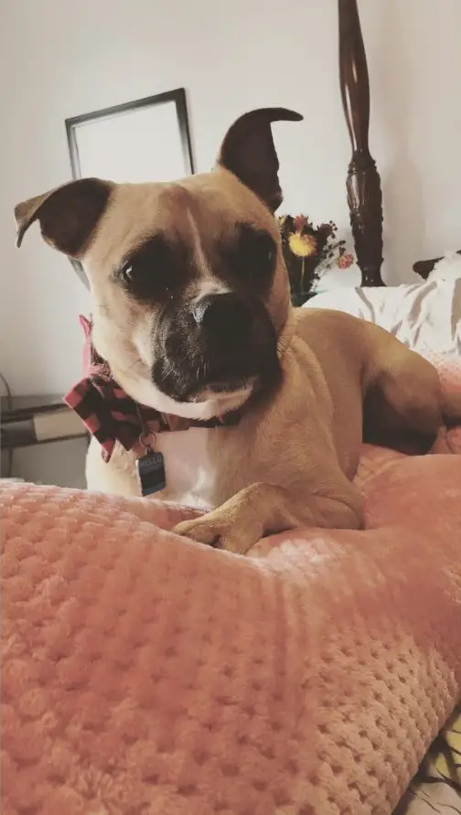 A Pugbull lying on top of the bed